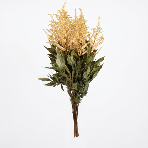 Astilbe Preservado colores