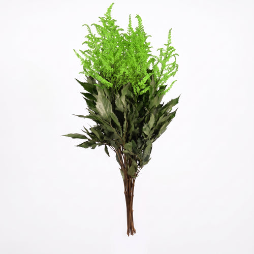Astilbe Preservado colores