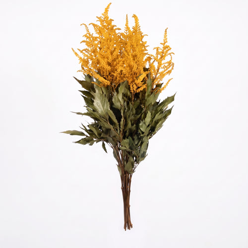 Astilbe Preservado colores