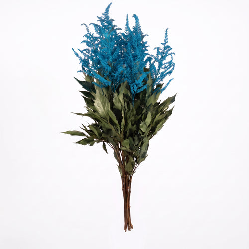 Astilbe Preservado colores