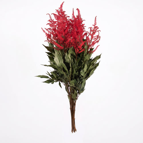 Astilbe Preservado colores