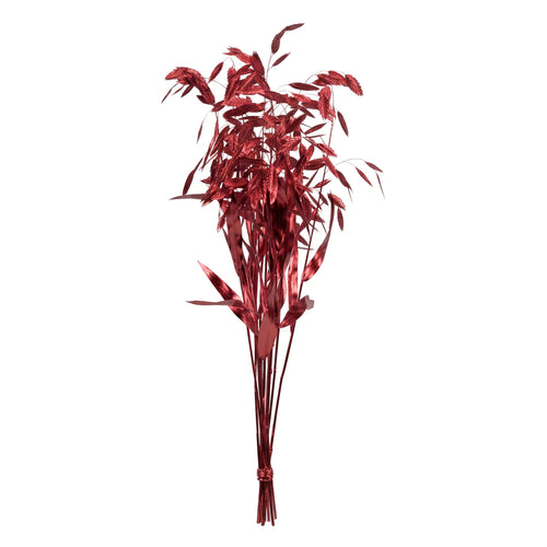Chasmantium preservado de colores