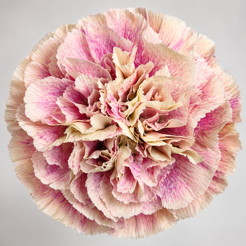 Clavel Bicolor