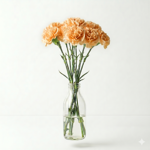 Clavel Novedad