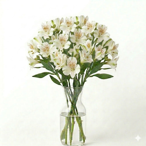 Alstroemeria 5 Tallos