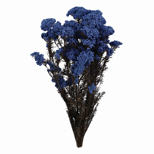 Flor de Arroz seca de colores