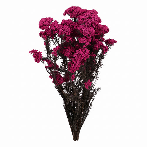 Flor de Arroz seca de colores