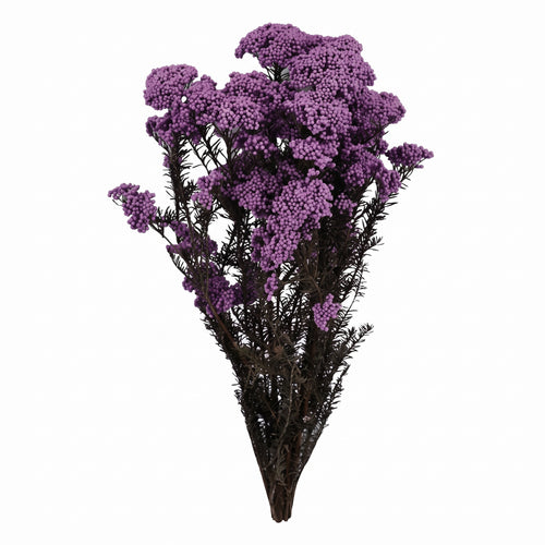 Flor de Arroz seca de colores