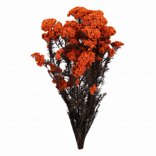 Flor de Arroz seca de colores