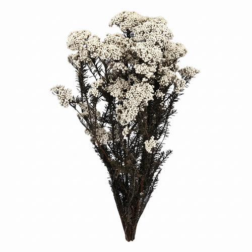 Flor de Arroz seca de colores