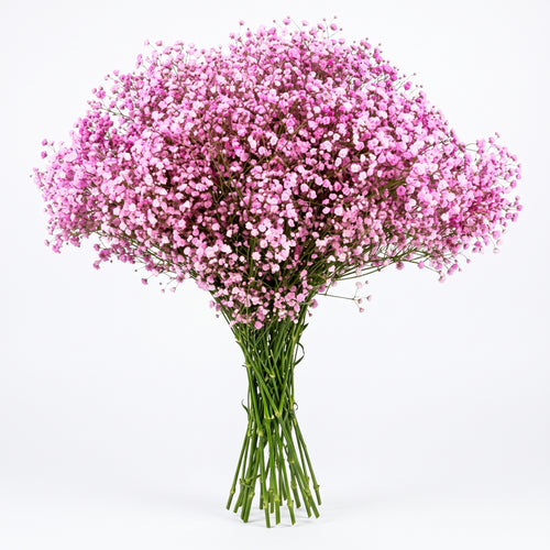 Paniculata de Color