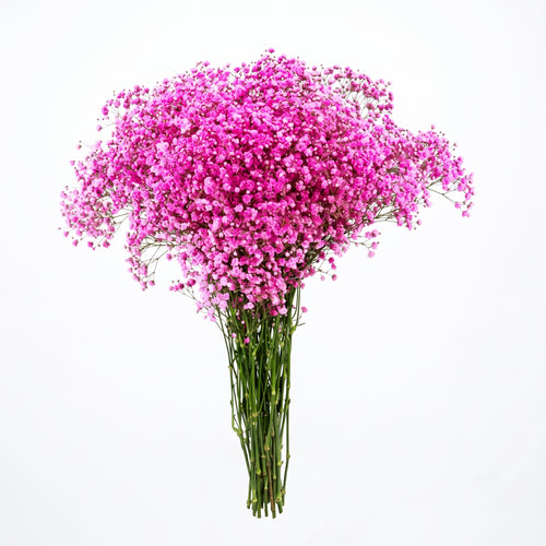 Paniculata de Color