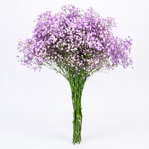 Paniculata de Color