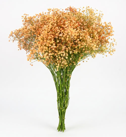 Paniculata de Color