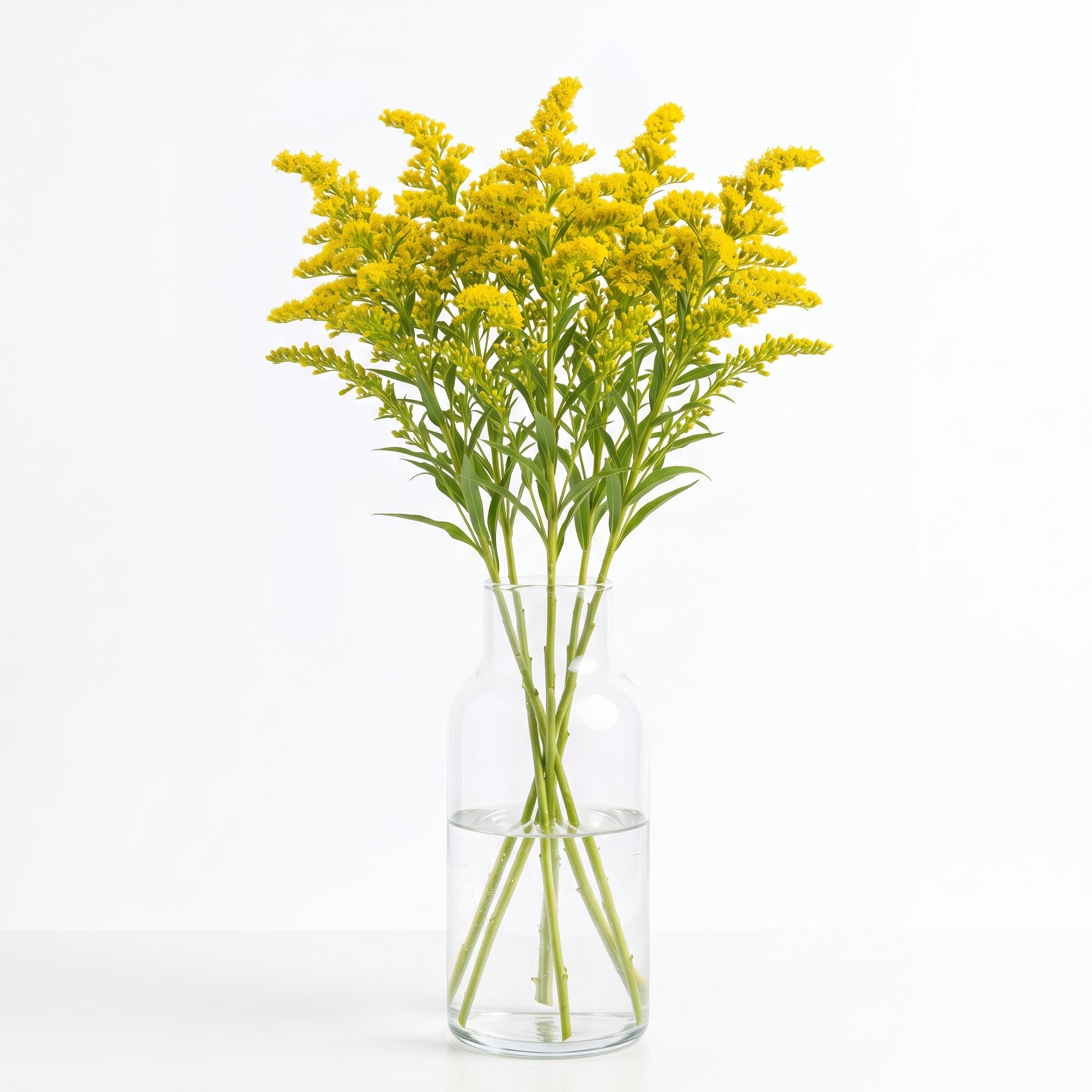 Solidago en jarrón de cristal, flor de complemento para tu ramo